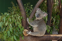 0810 Wildlife Habitat Port Douglas